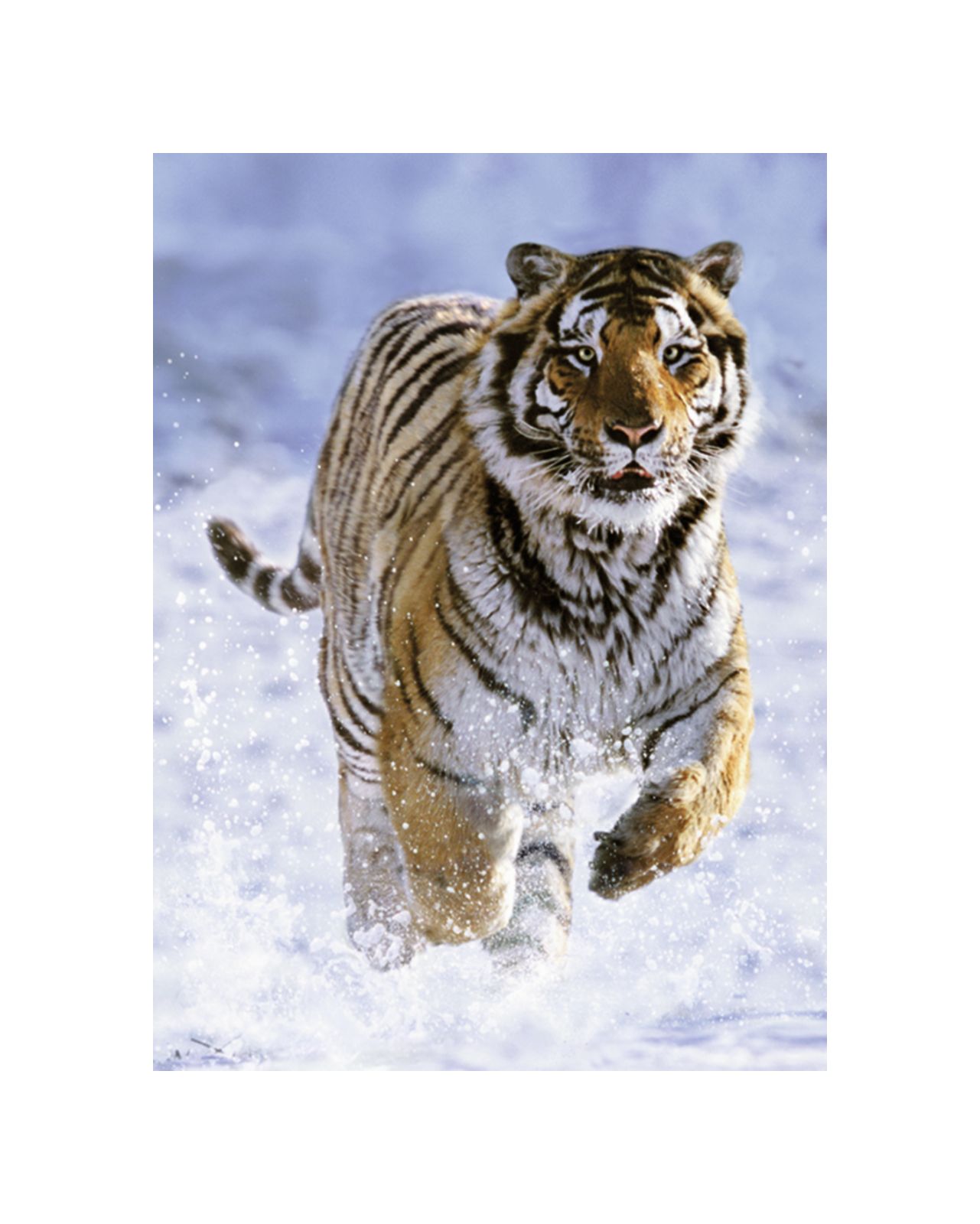 Ravensburger puzzle 500 pezzi - tigre sulla neve - RAVENSBURGER
