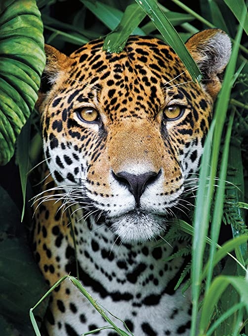 Clementoni high quality collection puzzle jaguar in the jungle 500 pezzi - CLEMENTONI