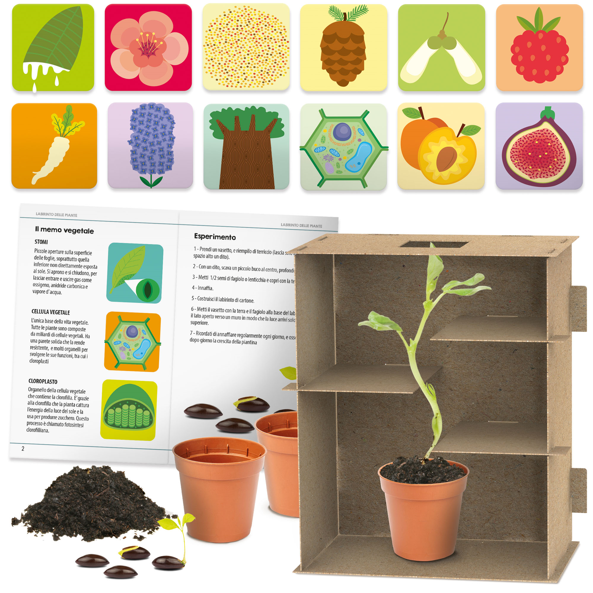 Labirinto delle piante. come orientare la crescita delle piante. s.t.e.m.	6-10 anni - HEADU
