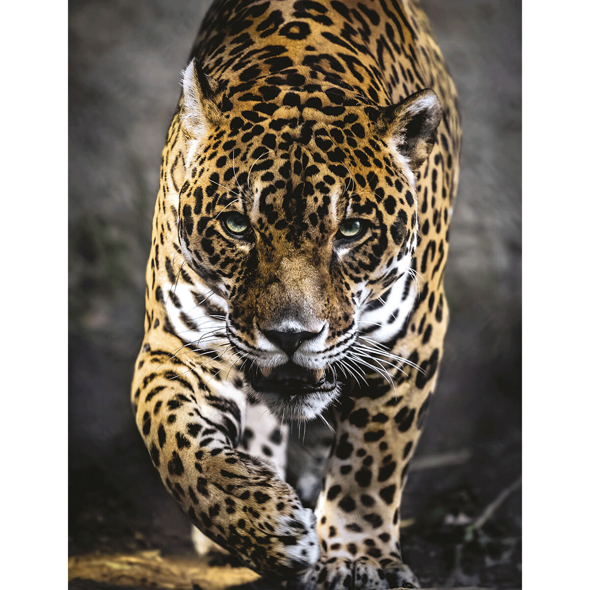 Clementoni - 39326 - puzzle 1000 hqc walk of jaguar 70 x 50 cm - CLEMENTONI