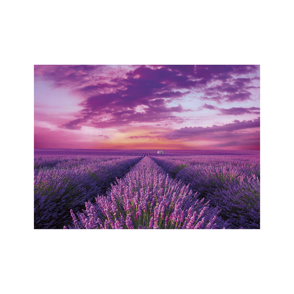 Clementoni - 39606 - puzzle 1000 hqc lavender field 70 x 50 cm - CLEMENTONI