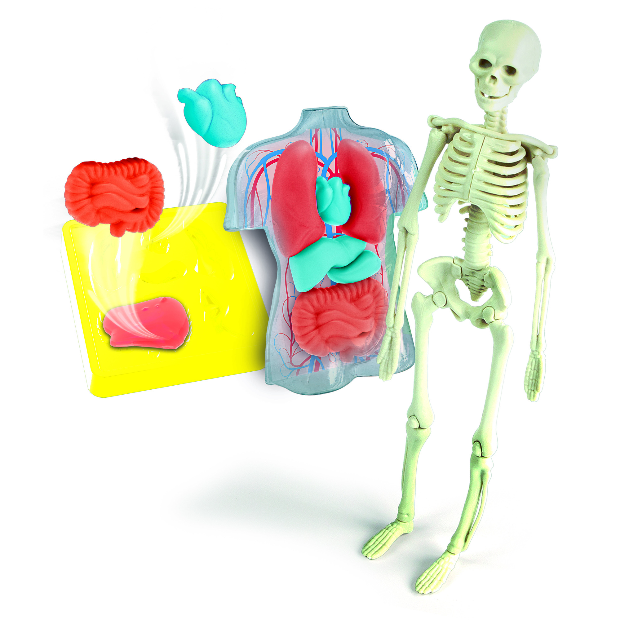Clementoni scienza & gioco anatomia scheletro e organi 19414 – kit educativo anatomia umana - CLEMENTONI