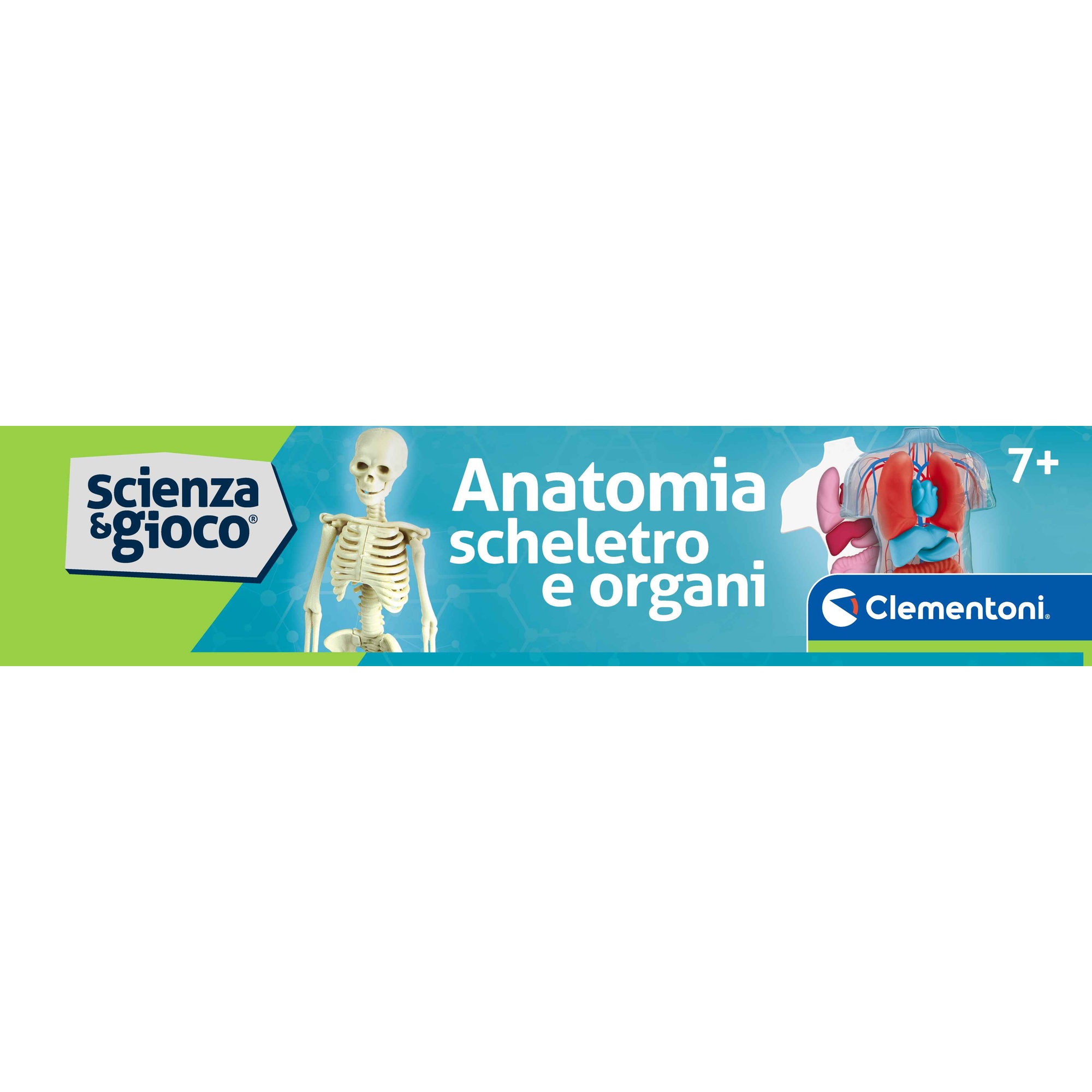 Clementoni scienza & gioco anatomia scheletro e organi 19414 – kit educativo anatomia umana - CLEMENTONI