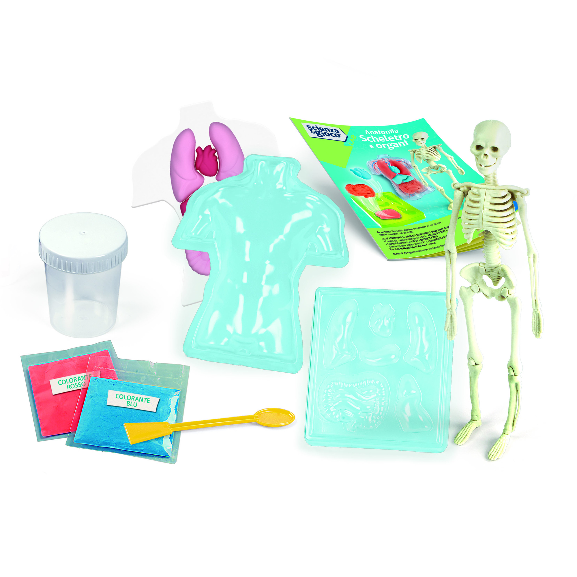 Clementoni scienza & gioco anatomia scheletro e organi 19414 – kit educativo anatomia umana - CLEMENTONI