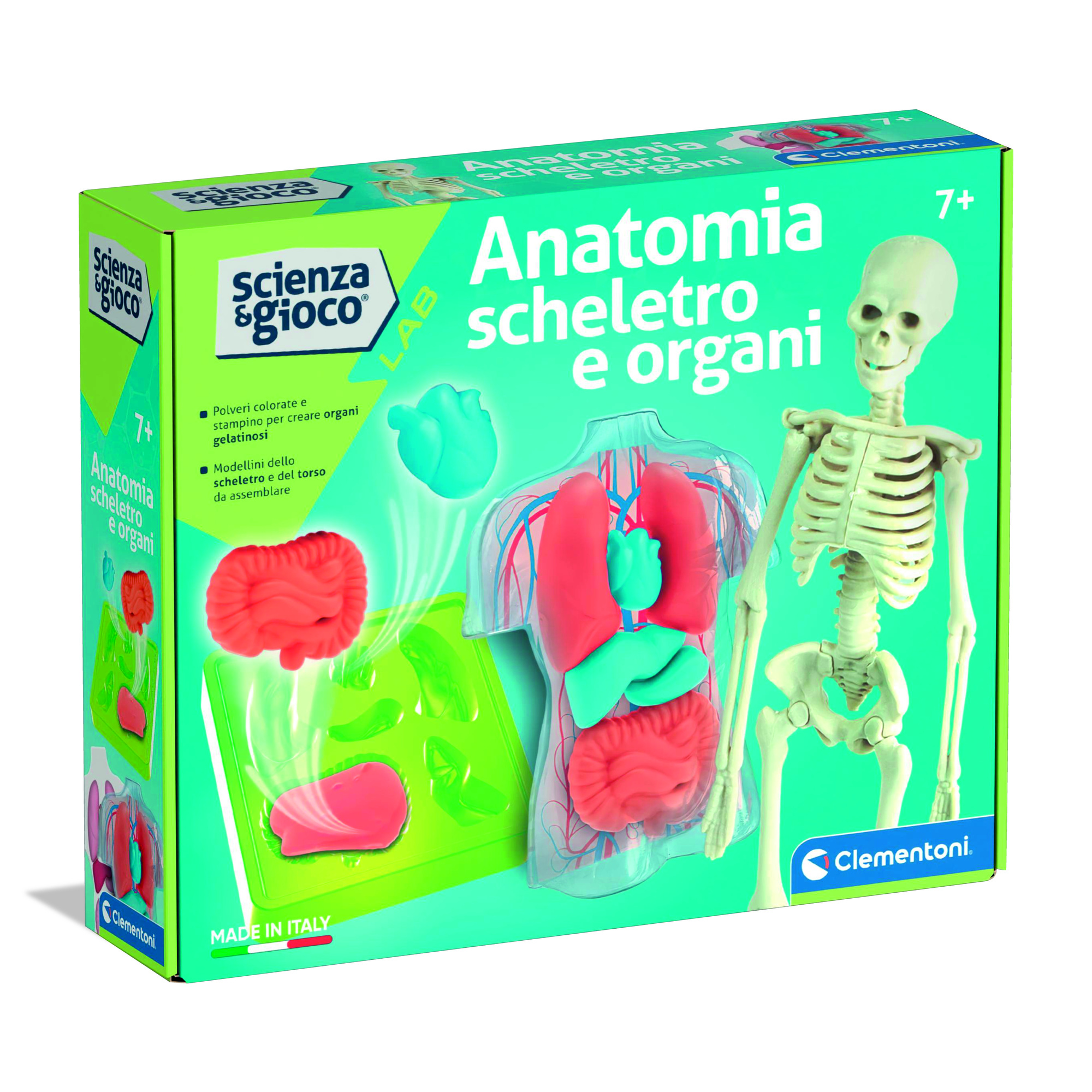 Clementoni scienza & gioco anatomia scheletro e organi 19414 – kit educativo anatomia umana - CLEMENTONI